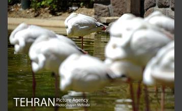 باغ پرندگان 26