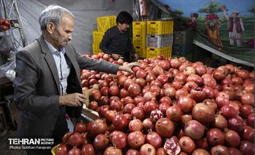 یازدهمین جشنواره صد دانه یاقوت 4