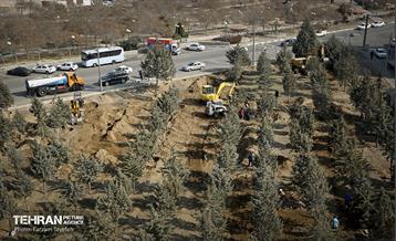 جابجایی اصولی 106 اصله درخت در منطقه 5 شهرداری 20