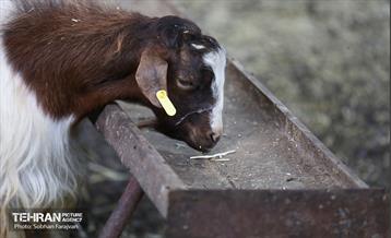 مرکز عرضه دام بهداشتی به مناسبت عید قربان 18