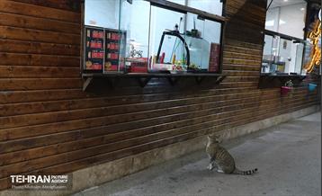 گذر غذا و گردشگری برکت 22