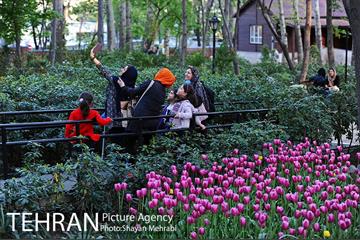 رویش گل های لاله در باغ ایرانی 54