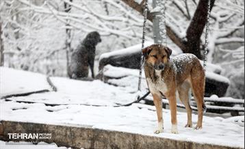 بارش برف زمستانی در تهران 4
