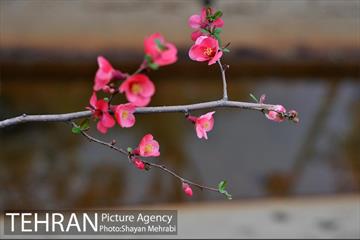 شکوفه های بهاری در پایتخت 13