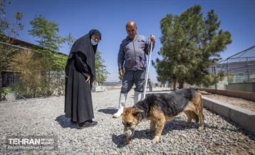 مهربانی با سگ های بدون صاحب 26