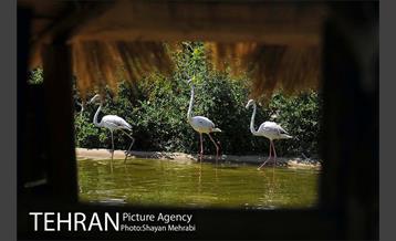 باغ پرندگان 49