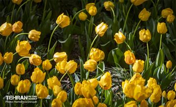 لاله های باغ ایرانی 6
