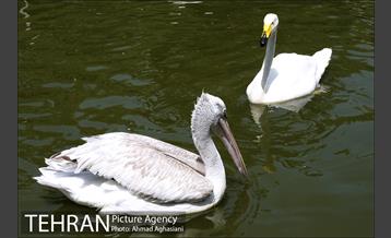 باغ پرندگان تهران 12