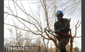 آغاز فصل هرس درختان- 3