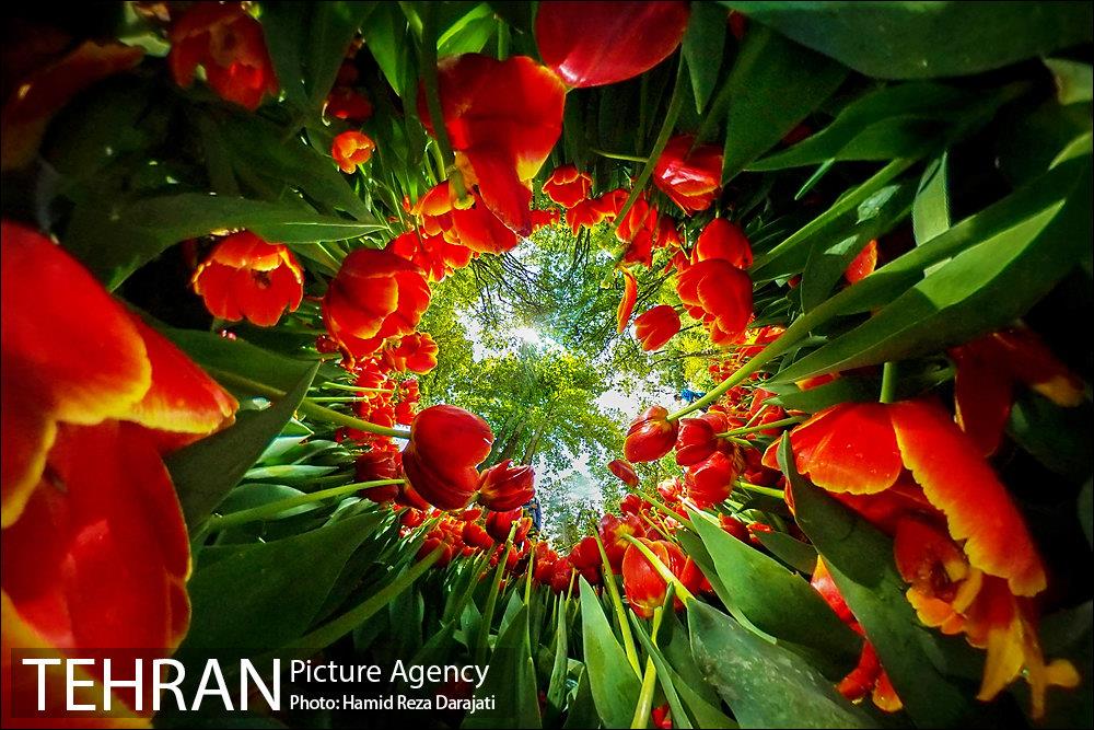لاله های باغ ایرانی 27