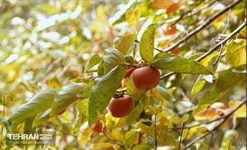 ششمین جشنواره خرمالو 23