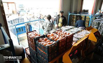 توزیع میوه شب عید قیمت تنظیم بازار در میادین و بازارهای میوه و تره‌بار 11