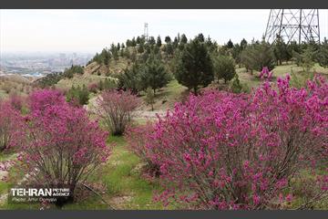 بهار ارغوانی 13