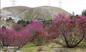 بهار ارغوانی 4