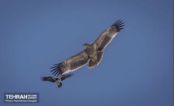 حیات وحش تهران  3