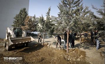 جابجایی اصولی 106 اصله درخت در منطقه 5 شهرداری 13