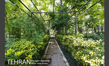باغ ایرانی 2