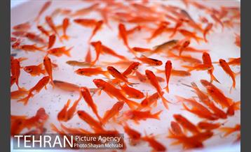 بازارچه نوروزی پارک ملت 13