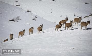 حیات وحش تهران  12