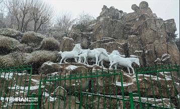 پل طبیعت سپیدپوش شد 8