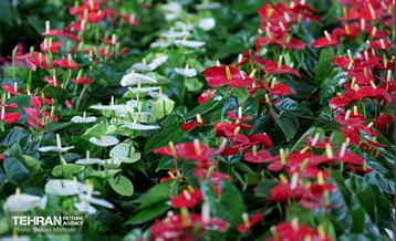 بیستمین نمایشگاه بین‌المللی گل و گیاه 57