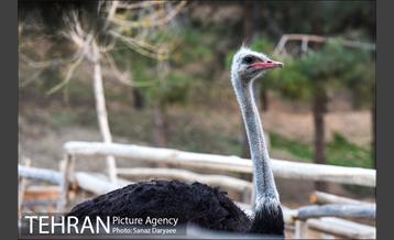 باغ پرندگان 31