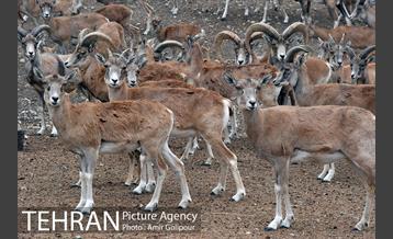 پاییز در میشه زار بوستان جنگلی چیتگر 6