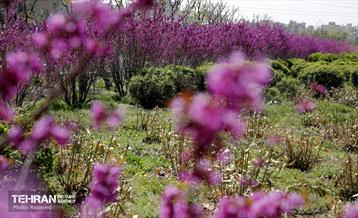 هوای بهاری منطقه 5 33