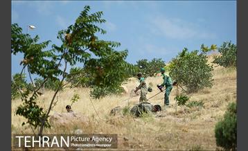 علف زنی بوستانهای تهران برای مقابله با آتش سوزی 16