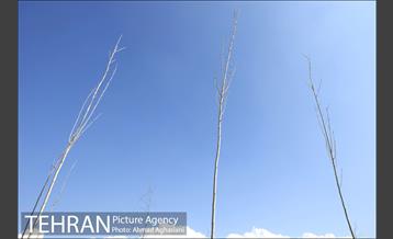 روز درختکاری در بوستان تبسم 2