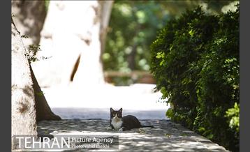 بوستان قیطریه 14