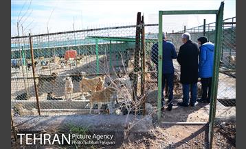 رهاسازی 150 قلاده سگ بدون صاحب  14