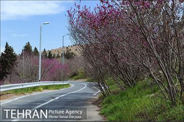 طبیعت بهاری بوستان سرخه حصار‎ 19