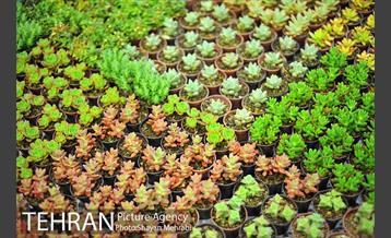 شانزدهمین نمایشگاه بین المللی گل و گیاه تهران - 2 33