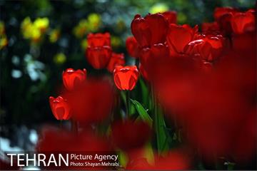 رویش گل های لاله در باغ ایرانی 30