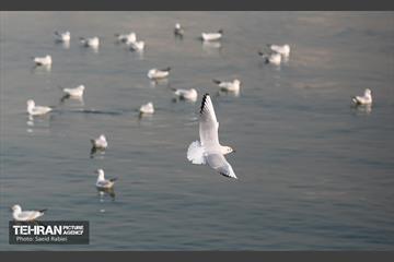 پرندگان مهاجر دریاچه چیتگر 47