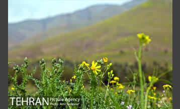 وردیج ، دنیایی از زیبایی 2