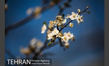 بهار در تهران 5