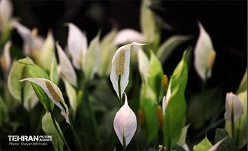 بیستمین نمایشگاه بین‌المللی گل و گیاه 9