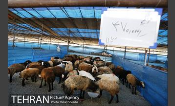 بازدید سعید راد از مراکز عرضه دام  30