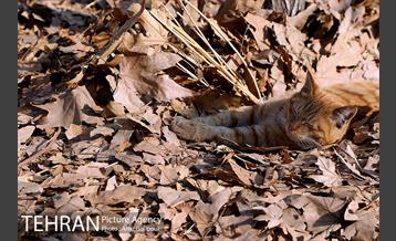 برپایی سفره شب یلدا در بوستان جوانمردان ایران 3