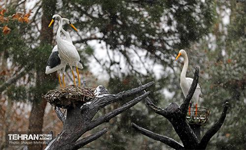 بارش برف در تهران 22