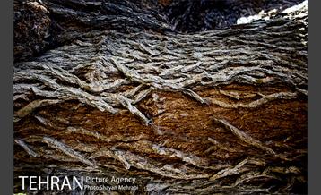 کوچه باغ های محله کن 50