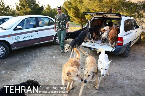 رهاسازی 150 قلاده سگ بدون صاحب  26