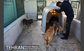 رهاسازی 150 قلاده سگ بدون صاحب  13