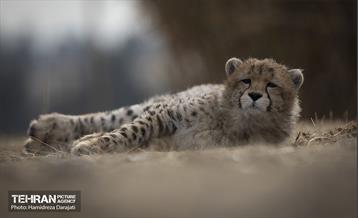 پیروز؛ پسر ایران 22