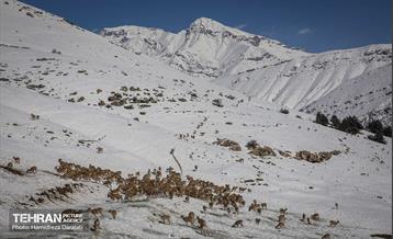 حیات وحش تهران  4