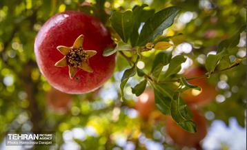 یـاقوت سرخ  11