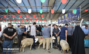بازدید از مرکز عرضه بهداشتی دام ویژه عید قربان 41