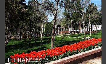 لاله های باغ راه فدک  2